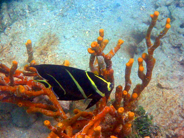 珊瑚礁の周りを泳ぐ魚