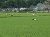 兵庫県豊岡市のコウノトリ