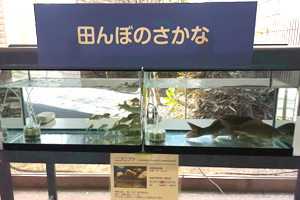 生き物展示