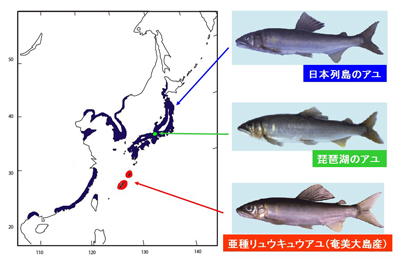 図2：これまでの研究によりわかっていたアユの遺伝的な地域差