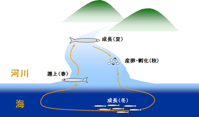 図6：アユの生活史