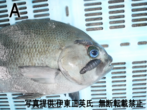 A:メジナの体表に3生するニザダイノギンカ