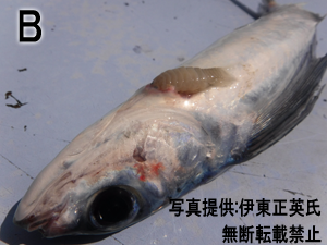 B:トビウオ類の体表に寄生するウオノコバン属の1種