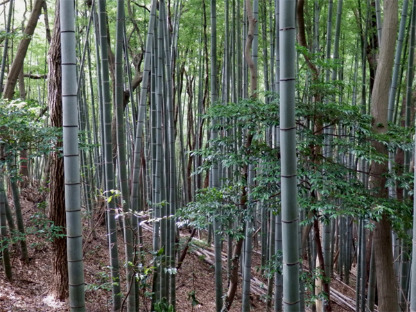 図1．里山の雑木林に侵入していく竹林（神奈川県逗子市）