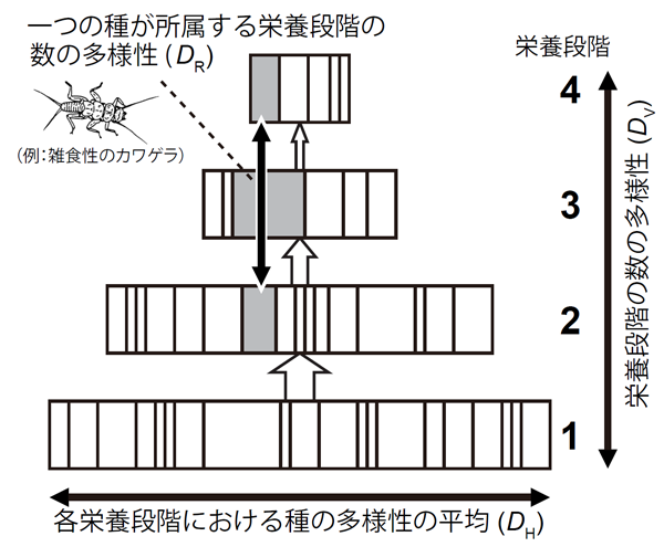 図１．解きほぐしがなされた後の食物網におけるD指標。四角は、それぞれの種のバイオマス（現存量）のうち、各栄養段階に分配された分量を示す。灰色の四角は、ある一つの種について分配されたバイオマスを示す。