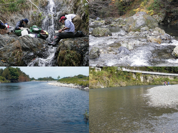 図２．水生無脊椎動物の食物網を構築した河川。左上から時計回りに、護摩壇山試験地内の渓流（和歌山県）、安曇川の上流部（滋賀県）、有田川の中流部（和歌山県）、野洲川の下流部（滋賀県）。