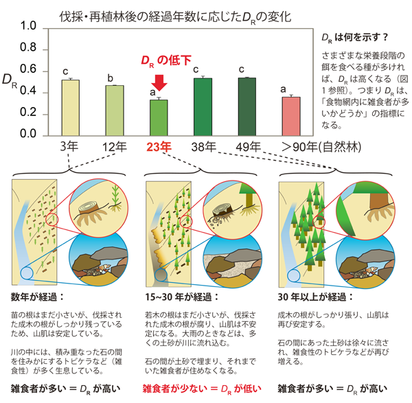 図３．スギ人工林の皆伐と再植林が、林内を流れる渓流の食物網に及ぼす影響。ここでは、DRへの影響のみを示す（H’およびDH、DVには、異なる経過年数の間での有意差はなかった）。上段には、伐採・再植林後の経過年数に応じたDRの変化を示す（アルファベットは異なる経過年数の間での有意差を示す）。下段には、経過年数に応じてDRが変化するメカニズムを示す。