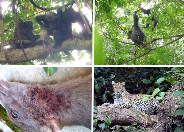 野生チンパンジーがヒョウの獲物を食べることを初めて観察 人類の祖先は肉食獣から獲物を奪っていたか リリース 成果発信 総合地球環境学研究所