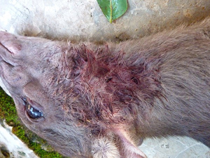 図３．獲物の喉にはヒョウの牙の跡が