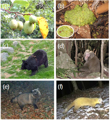 図2：（a）サルナシの果実、（b）ツキノワグマの糞に含まれるサルナシの種子、（c）ツキノワグマ、（d）ニホンザル、（e）タヌキ、（f）テン