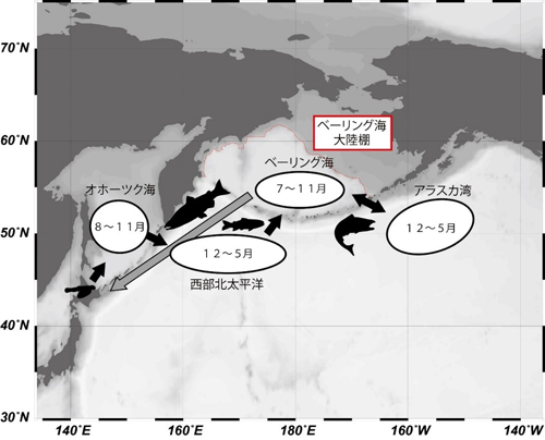 図1　既知のサケの回遊ルート（浦和 2015を基に作成）と各海域の大まかな場所。