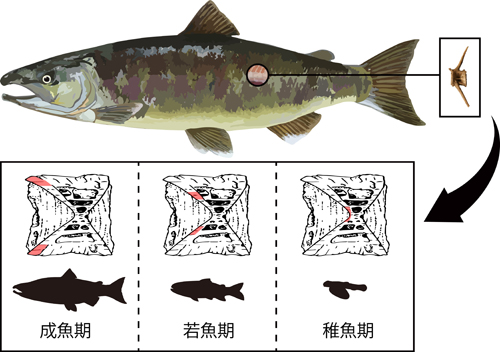 図2 サケ脊椎骨に記録されている、過去の同位体比履歴のイメージ。成長した魚体の脊椎骨の中心部には古い同位体比の情報が、辺縁部には最近の情報が保存されている。脊椎骨のイラストは、Koch et al. (1992)を基に作成。