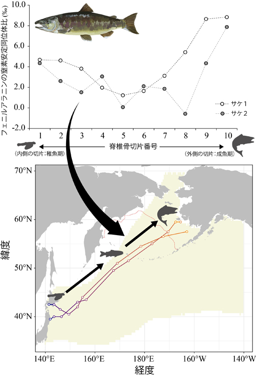 図4 フェニルアラニンの分析を実施したサケ2個体の窒素安定同位体比の履歴(上図)と、そこから推定した回遊経路(下図)。同位体比は、成長の終盤にあたる外側の脊椎骨切片で最も高い値を示し、ベーリング海東部大陸棚(図3参照)がサケの回遊のゴールになっていると推定された。その他の6個体はアミノ酸の窒素安定同位体比は測定していないが、タンパク質全体の同位体比の時系列変化の傾向は、この2個体と一致していた。このため、本研究で示された回遊経路は、多くの個体で共通していると考えられる。