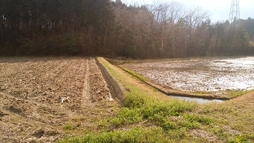写真１　冬季湛水の様子。右が冬季湛水水田で、左が慣行農法の水田。慣行農法では、稲刈り後水田は乾田化している。