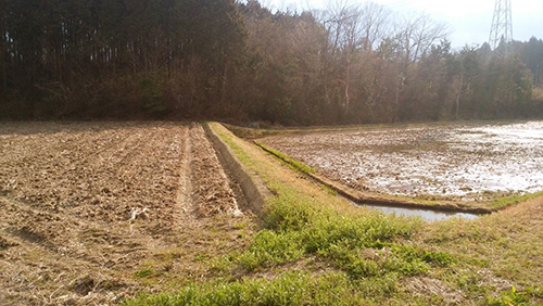 写真1 冬季湛水の様子。右が冬季湛水水田で、左が慣行農法の水田。慣行農法では、稲刈り後水田は乾田化している。