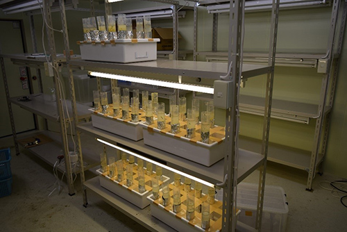写真2 培養実験の様子。採取した土壌と灌漑水をプラスチックケースに詰めて30日間培養室で培養した。室内の明かりと温度は5月の現地状況を再現するように設定している。