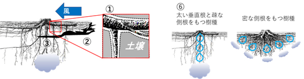 図４．研究グループが立てた仮説。