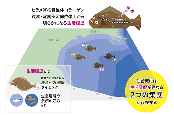 仙台湾のヒラメ脊椎骨論文