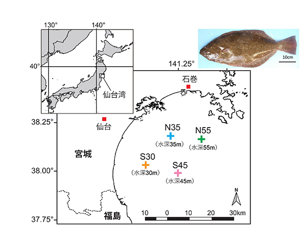 図1 仙台湾における調査地点(4地点)。右上はヒラメ成魚。