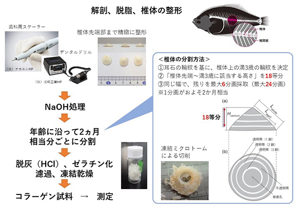 図2 精緻に整形した脊椎骨椎体を年齢に沿って分割し、コラーゲンを抽出する手順