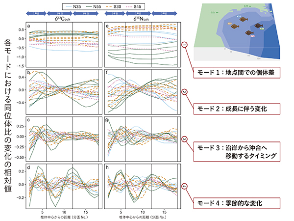 図３　脊椎骨椎体コラーゲンの炭素・窒素安定同位体比（δ13Cbulk、δ15Nbulk）を用いた非線形時系列解析から想定された、ヒラメの生活履歴の４つの主要なモード。