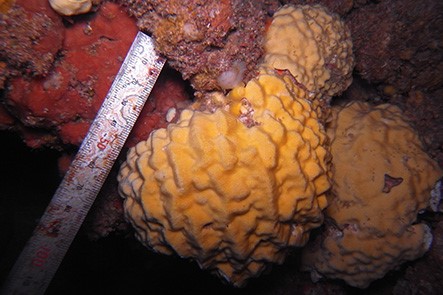 図1．沖縄本島の海中洞窟内で生息する硬骨海綿．