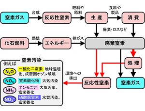 図1　人類の窒素利用がもたらす窒素汚染とその影響