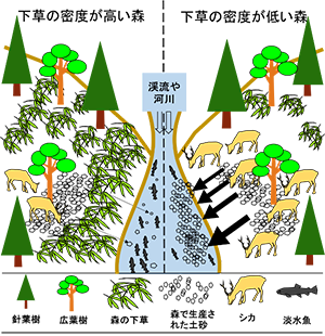 図2 森林の下草植生と土砂流出の関係のイメージ図