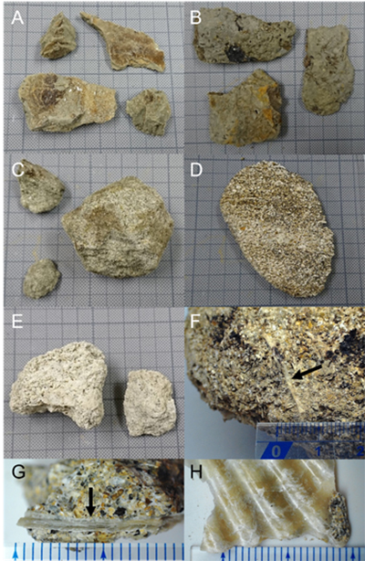 図３　第二鳥島海丘と西鳥島海丘の斜面から採取された堆積岩（A～E）と貝化石（F～H）