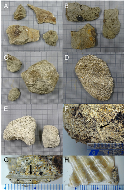 図3 第二鳥島海丘と西鳥島海丘の斜面から採取された堆積岩(A~E)と貝化石(F~H)