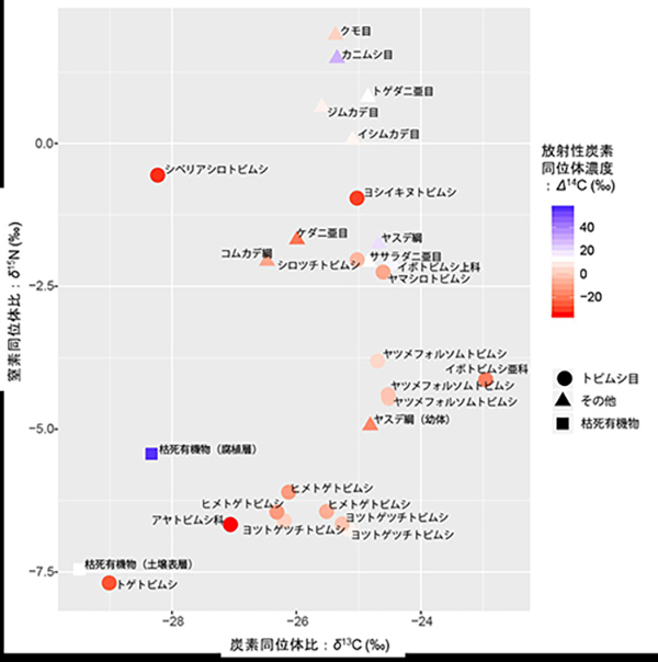 図1 土壌動物と枯死有機物の、炭素同位体比（δ13C）・窒素同位体比（δ15N）に対する放射性炭素同位体（14C）濃度。各点の色が14C濃度（Δ14C）の値を示しており、土壌表層（新規落葉からなる層）の枯死有機物の値を基準（白）にして、それより高い（古い）値を青、低い（新しい）値を赤で示した。トビムシ目のうち、トゲトビムシ、ヒメトゲトビムシ、アヤトビムシ、ヨツトゲツチトビムシ、イボトビムシは表層性の種であり、その他は土壌性の種である。
