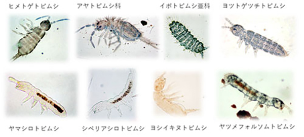 図2 様々なトビムシの光学顕微鏡写真。上段は表層性、下段は土壌性の種。