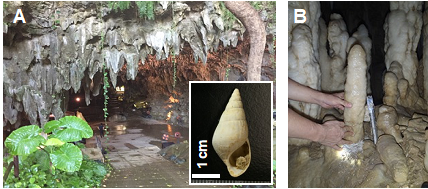 図1．沖縄本島南部のサキタリ洞遺跡と出土したカワニナ化石（A）。同島南部の玉泉洞内で採取された石筍（B）。