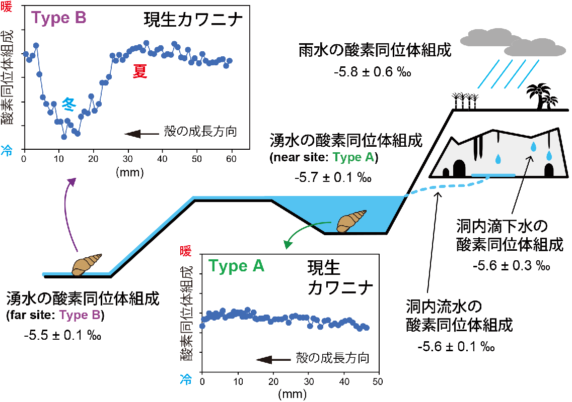 図2．沖縄本島南部の水環境と現生カワニナの酸素同位体組成プロファイル。