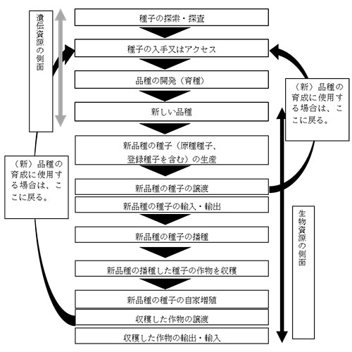 図1　品種の開発から収穫物の生産までの流れと遺伝資源及び生物資源の両側面との関係について