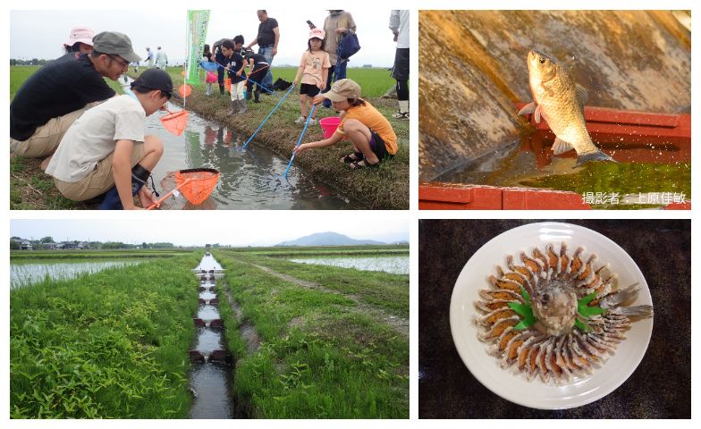サイエンスカフェ「田んぼに帰る二ゴロブナ~つながりが育む琵琶湖の恵み」