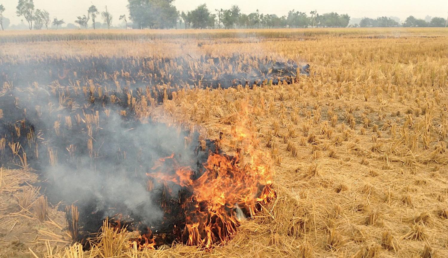 Photo 1: Representational image of rice straw burning in Punjab (by S. Hayashida, 04/11/2018)