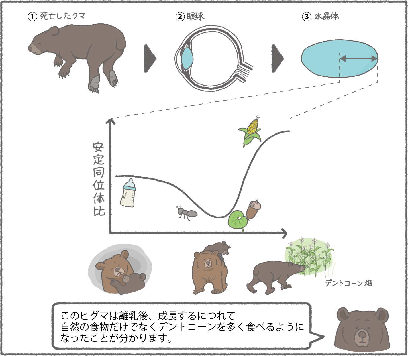 眼は口よりものを言う?～ ヒグマの水晶体から若齢期の食性履歴を時系列で復元～