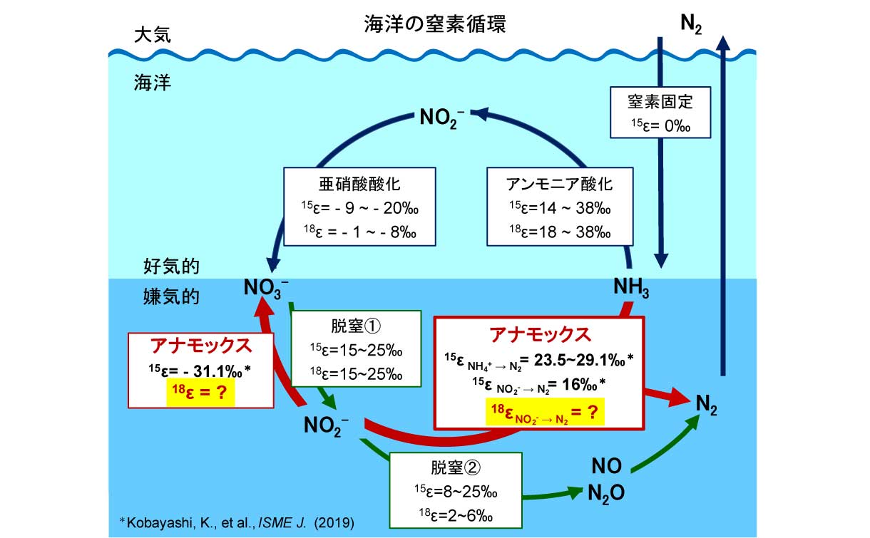 海洋の窒素循環を解明する新たな研究～アナモックスの酸素同位体分別測定に初めて成功～
