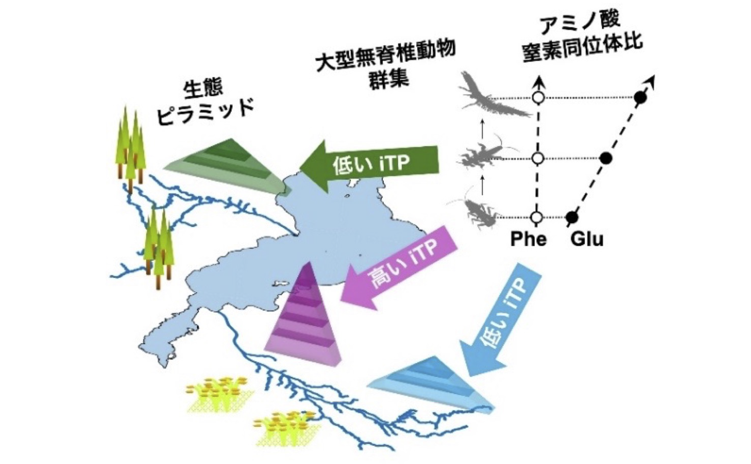 生態系の複雑さを測る指標「iTP」琵琶湖流域でダイナミックな変動を捉える！