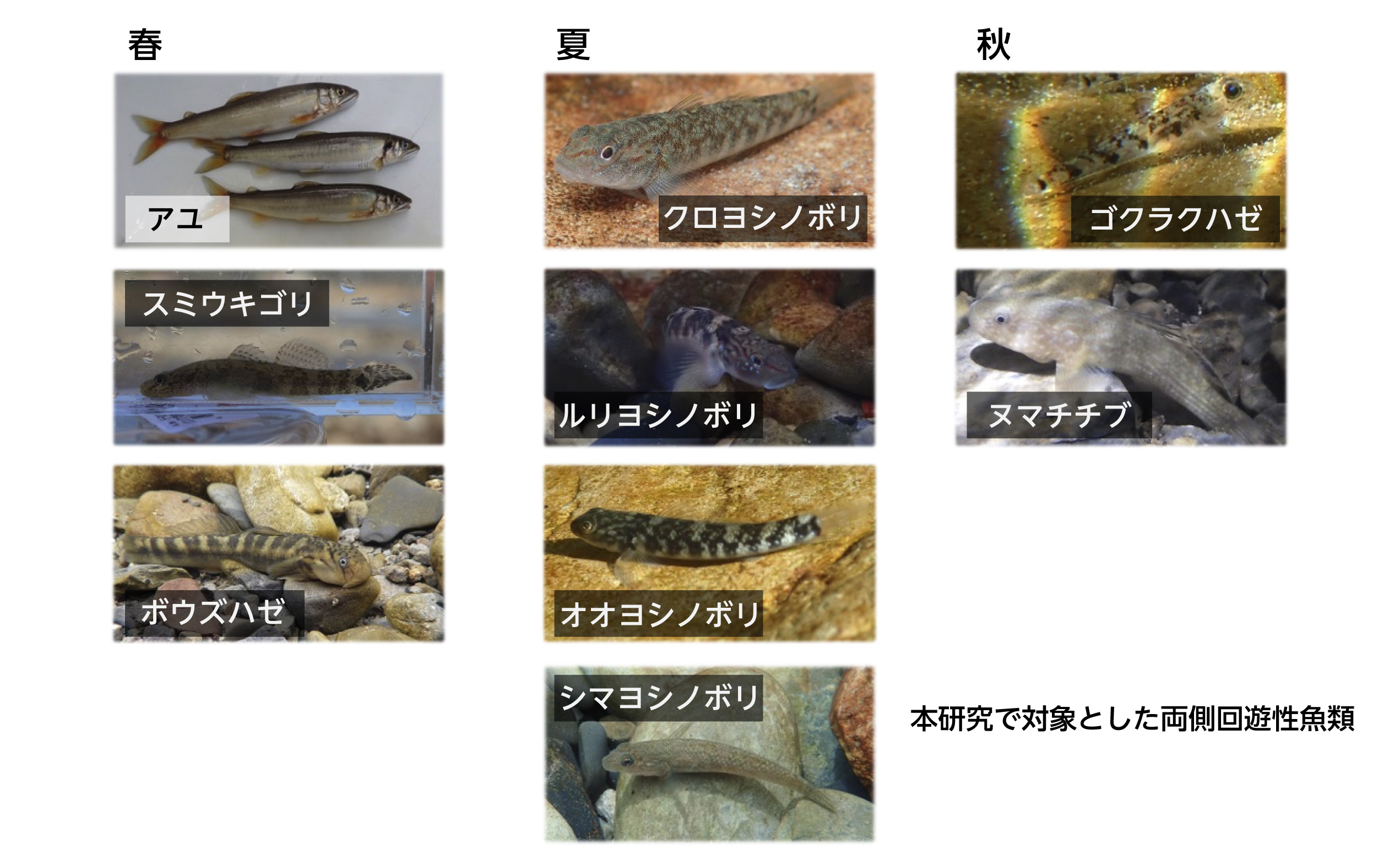 海と川を行き来する魚は「海らしさ」を失いながらも海由来の物質を川へ届ける