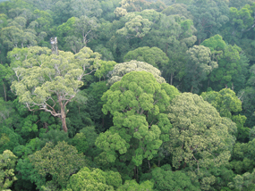 写真　ボルネオ島の熱帯雨林。森林伐採やプランテーション開発によって急速に失われている
