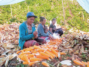 写真2： 北部ラオスにおけるベトナム市場向けのトウモロコシの収穫（Robert Cole 撮影）