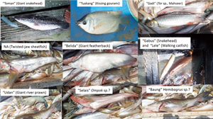 写真２：ランタウ・バル村での魚類調査（プララワン県、2020年1月）