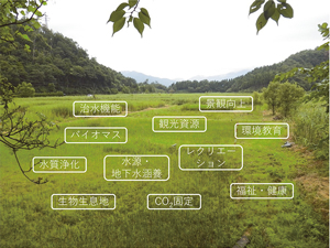 図2： 湿地がもたらす多様な機能の例。生態系がもつ災害の抑制機能と多様な自然の恵みをうまく組み合わせて活用するのが、生態系を活用した防災減災（Eco-DRR）の特徴。