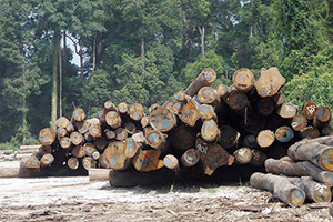 写真2：熱帯林の木材（マレーシア）