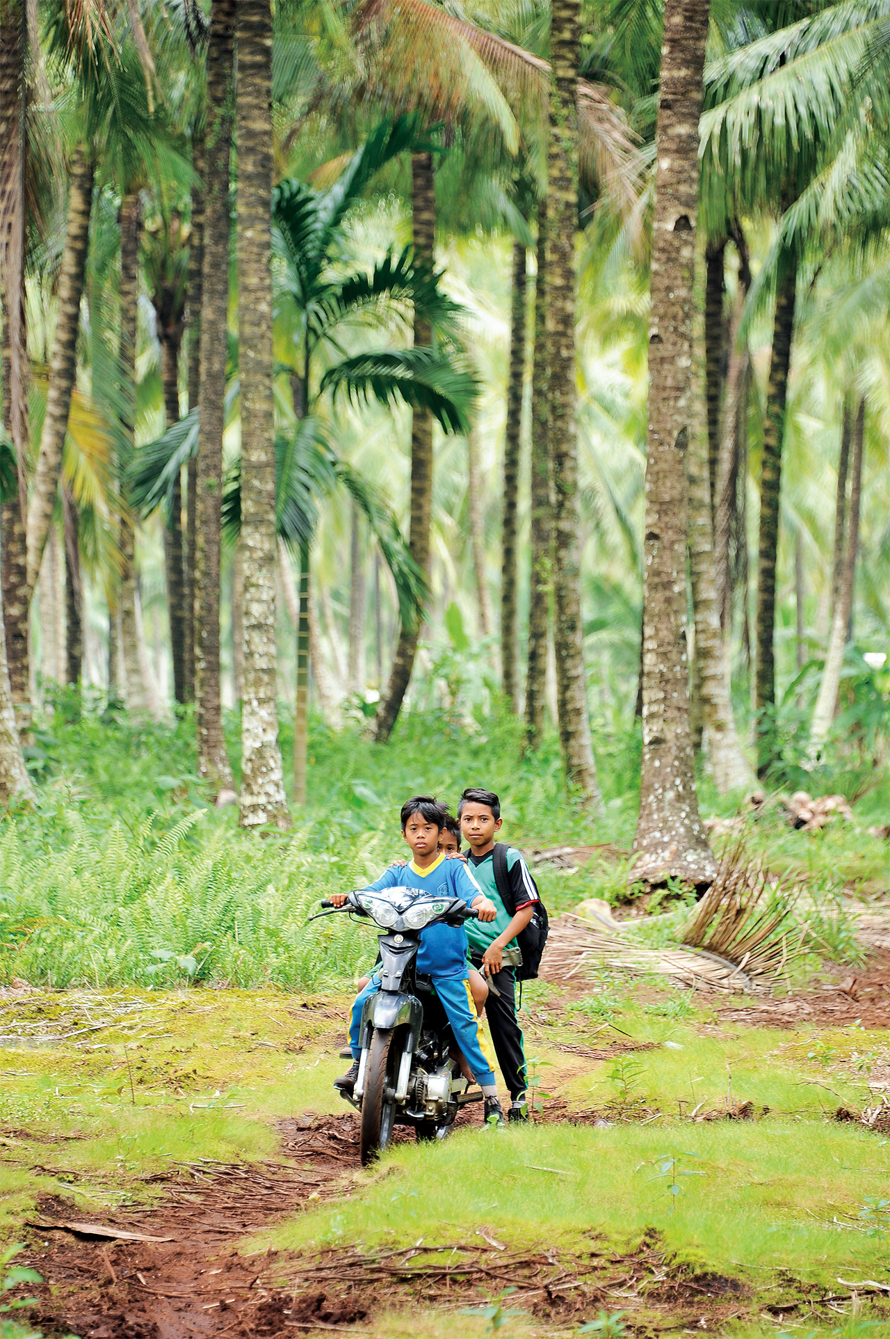 スマトラの泥炭湿地林