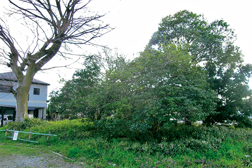 閑静な住宅地にポツンと佇むユダノモリ