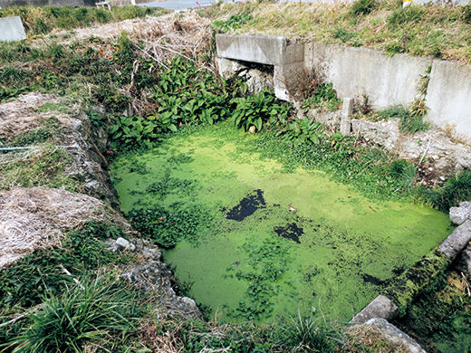 南相馬市の沿岸域近くの湧水