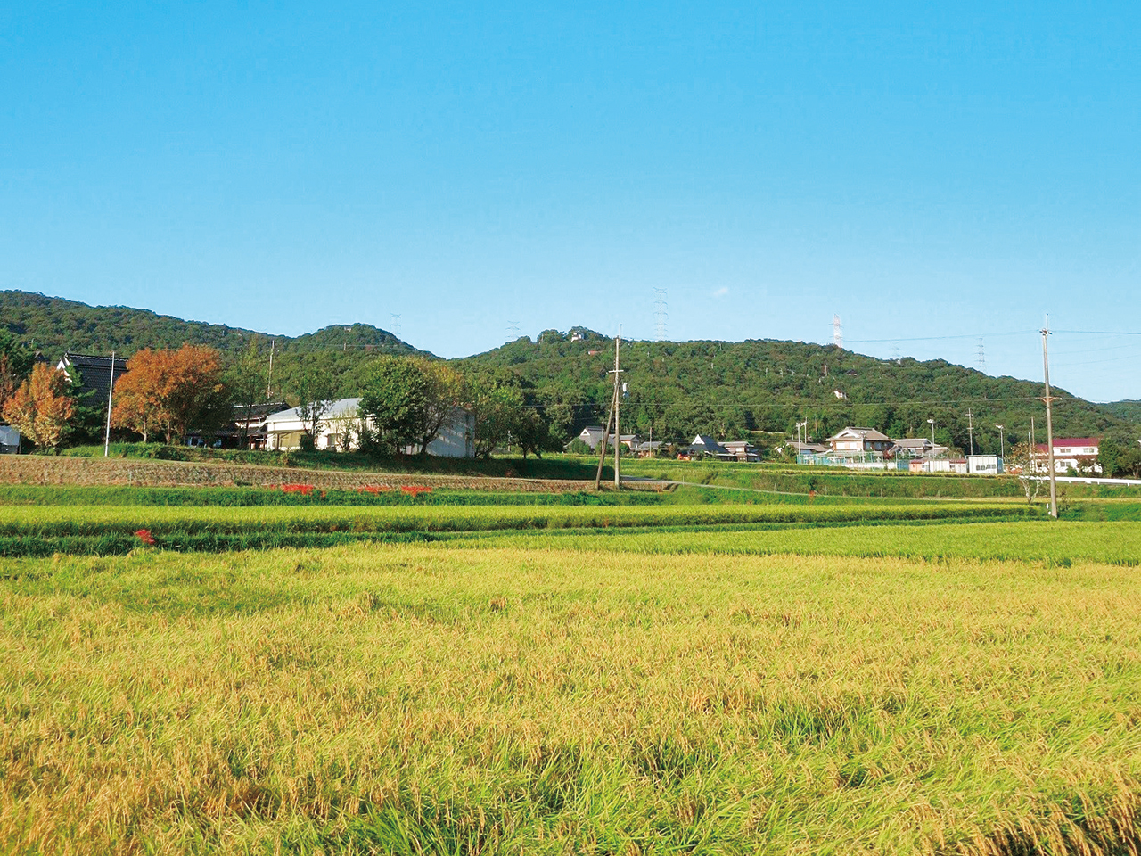 最高級の酒造好適米・山田錦の栽培地、兵庫県東条地区